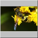 Ancistrocerus nigricornis - Faltenwespe m004b 9mm - Sandgrube Niedringhaussee-det.jpg